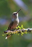 Scaly-breasted Hummingbird